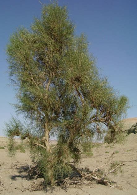蓝天下的沙漠植物灌木梭梭高清摄影大图-千库网
