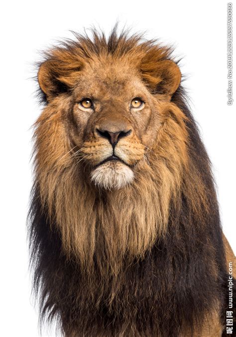 狮子图片_国王狮子素材_高清图片_摄影照片_寻图免费打包下载