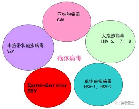 中医儿科杨晓：EB病毒是什么？感染EB病毒有哪些症状？如何预防|EB病毒|症状|杨晓_新浪新闻