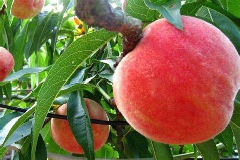 水蜜桃怎么选(图解) 全面了解选购水蜜桃的方法 - 鲜淘网