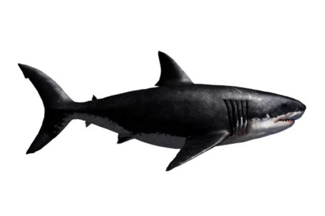 巨齿鲨的天敌是谁 - 楚天视界