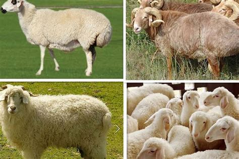 世界上最好的36种羊_品种_山羊_母羊