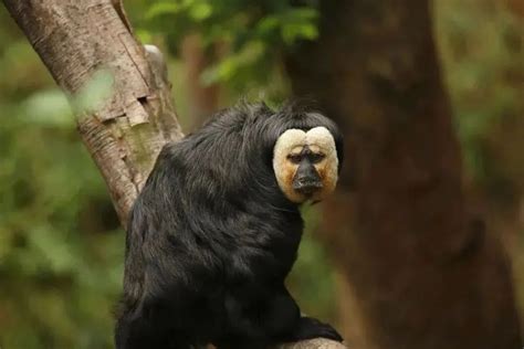猴的传说 生态之美|文章|中国国家地理网
