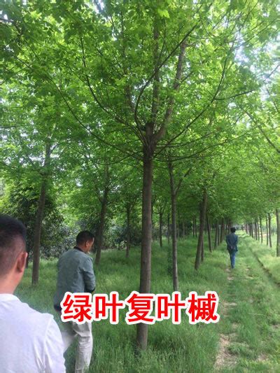 绿叶复叶槭 - 产品展示 - 中国苗木信息网