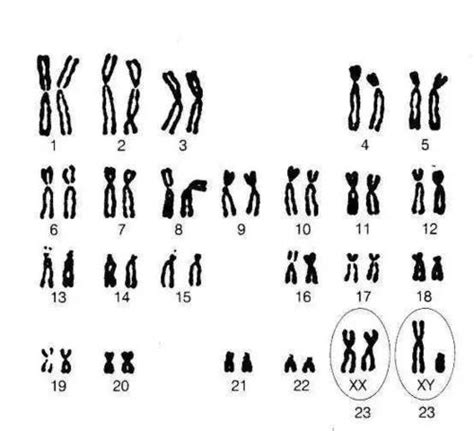 人染色体组有多少条染色体_挂云帆