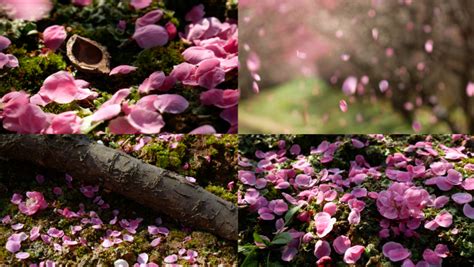 飘落的粉色桃花或樱花花瓣图片免抠素材 - 设计盒子