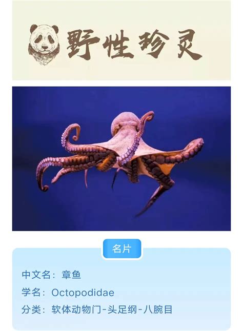 章鱼_图片_互动百科