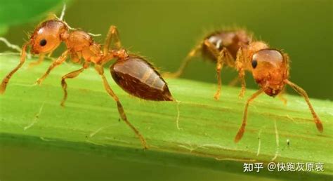 蚂蚁是如何进化的？ - 知乎
