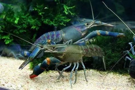 每天认识一种鱼（139）丨红螯螯虾：澳洲淡水小龙虾，会不会称为爆款？