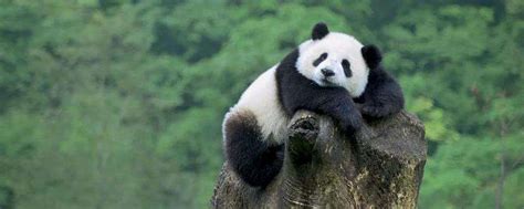 大熊猫爱吃的竹子种类有哪些？ - 惠农网