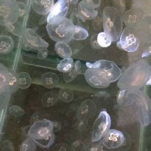 小水母宠物活体水母活物夜市摆摊批发零售赤月海缸10升无毒观赏小-阿里巴巴