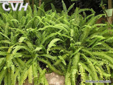肾蕨图片