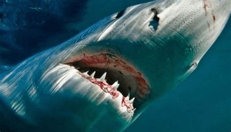 大白鲨：又称噬人鲨,属于鲭鲨科（性情极其凶猛的鱼类）_探秘志