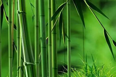 竹子是属于草还是属于树呢？ | 说明书网
