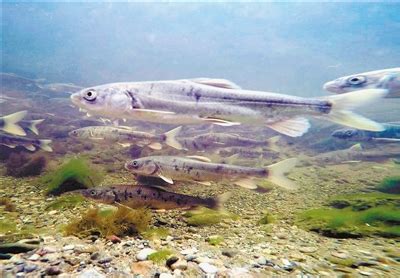 青海湖鳇鱼,鱼类,动物摄影,摄影,汇图网www.huitu.com