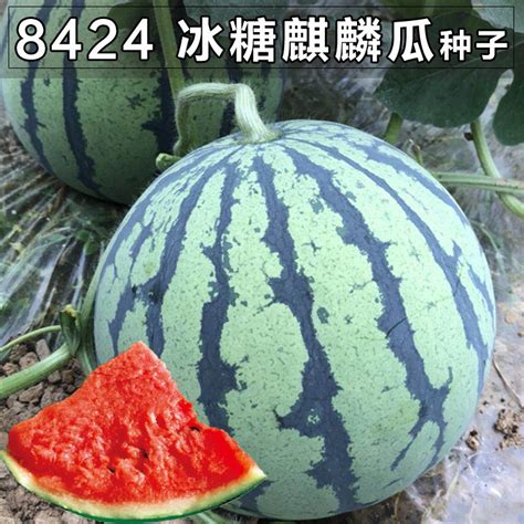 8424麒麟薄皮西瓜种子籽特大高产巨型甜王南方小四季蔬菜水果种孑_虎窝淘