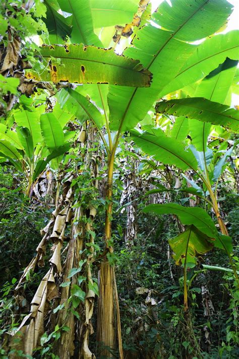热带芭蕉树林高清图片下载_红动中国