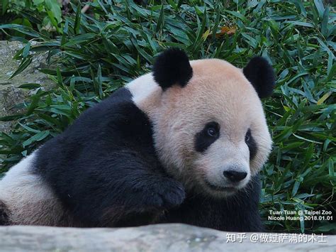 大熊猫宝宝在“熊猫幼儿园”里撒欢卖萌