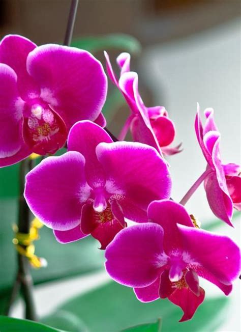 花的大全大图图片