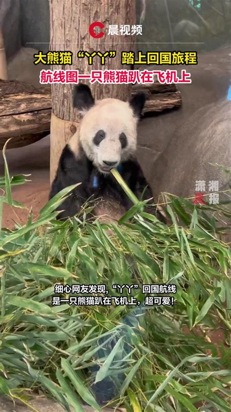 大熊猫“丫丫”踏上回国旅程，航线图一只熊猫趴在飞机上_腾讯视频