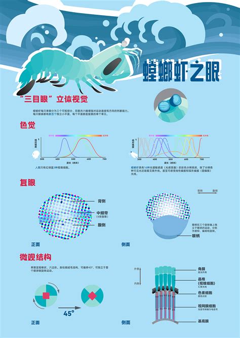 信息可视化插画海报设计 (cr.Sung Hwan Jan… - 堆糖，美图壁纸兴趣社区