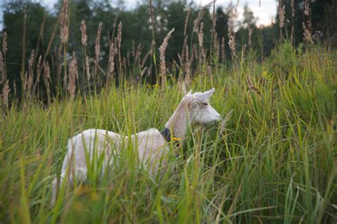 Symbol of the year-goat stock photo. Image of agriculture - 44762112