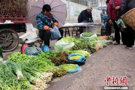湖北荆门：山野菜为农民致富增收(图)_新浪新闻