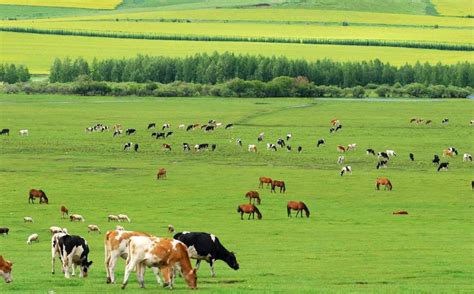 湖南省政府出台十二条措施促进畜牧业高质量发展凤凰网湖南_凤凰网