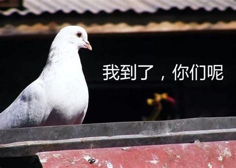 今天带女鸽友回家看鸽子-中国信鸽信息网相册
