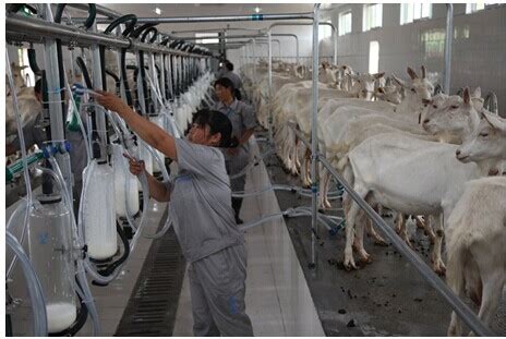 全国畜牧业机械化现场会提出力争2025年畜牧养殖机械化率达到50%