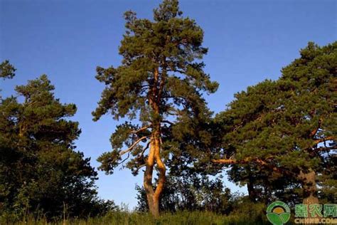 松树品种有哪些？十大松树图片和种类名称