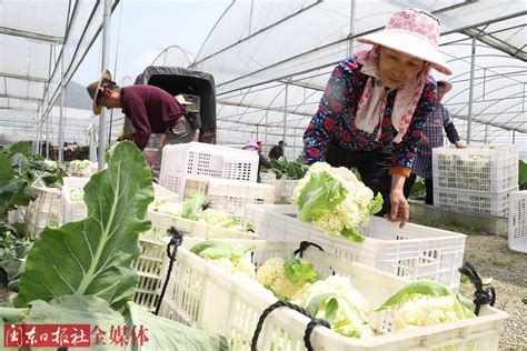 周宁：发展高山蔬菜产业 助力乡村振兴_新宁德