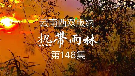 148集《西双版纳热带雨林》3_腾讯视频
