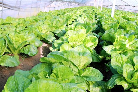 农业技术温室大棚草莓种植扶贫项目高清图片下载-正版图片501259575-摄图网