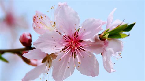 桃花一簇开无主，可爱深红爱浅红：16句诗词，告诉你春天的花多美|喜春来|桃花|多美_新浪新闻