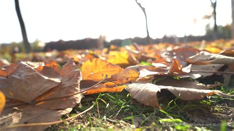 秋天被风吹落的梧桐树金黄叶子素材图片免费下载-千库网