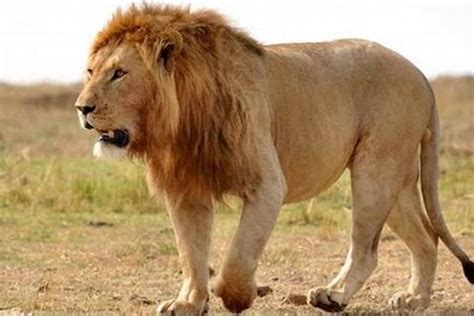狮子的性格特征和脾气 狮子的可爱之处有哪些_运势_若朴堂文化
