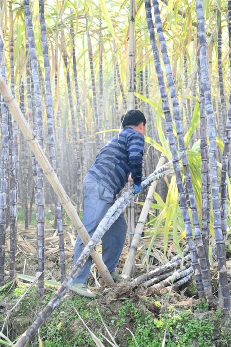永德县新一轮甘蔗榨季工作启动 预计农业产值收入2.88亿助推乡村振兴 - 长江商报官方网站