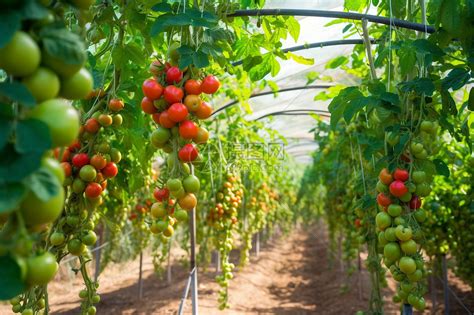 西红柿种植大棚高清图片下载-正版图片600204623-摄图网