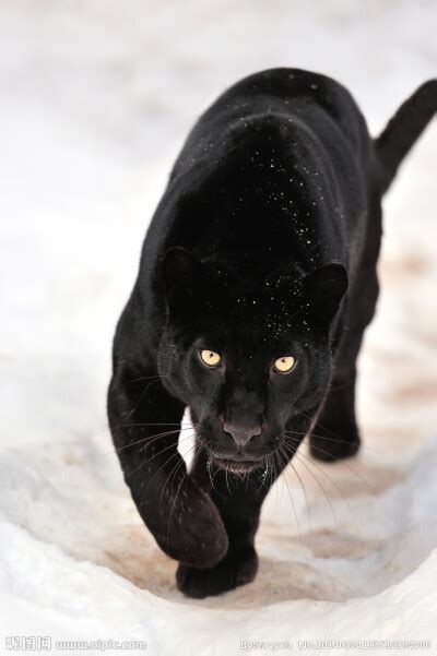 黑豹(大猫猫)图片