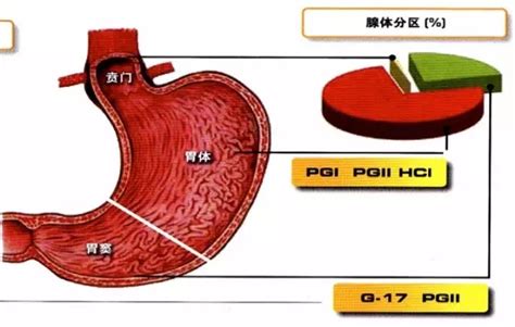 胃结构图片位置示意图,胃窦在哪个位置图片,胃窦位置图_大山谷图库