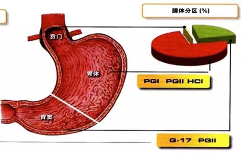 胃窦位置图图片