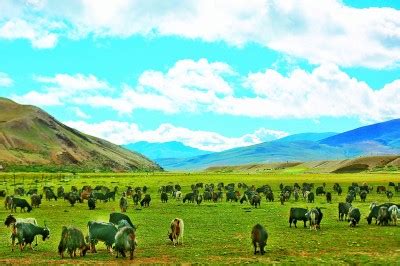 西藏--圣湖玛旁雍措+纳木那尼行摄 - 绝美图库 - 华声论坛