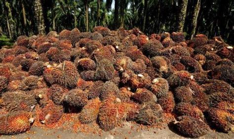 棕榈油专题报告：棕榈油简介及期货价格研究框架 - 知乎