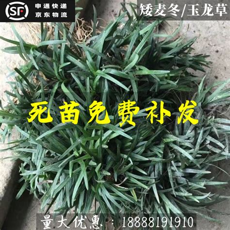 313.橡实果2(长鼻叶)草属性~青草搅拌器图片