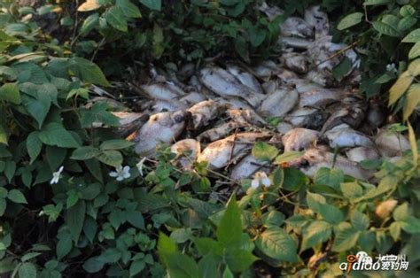 一眼望去全是死鱼！福建漳州一个60亩大的鱼塘被投毒 - 爱钓网