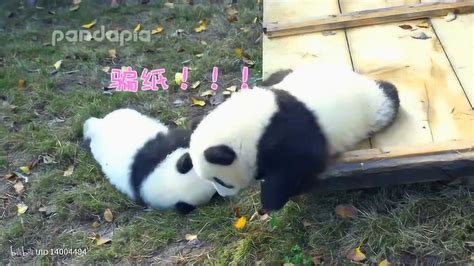 【萌兰】大熊猫萌三么么儿在大话熊猫中的出镜合集后附有小彩蛋~_腾讯视频