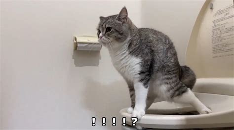 小猫咪已经成精了，可以自己上厕所了_凤凰网视频_凤凰网