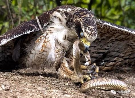 老鹰和蛇的缠斗，看老鹰如何将蛇踩在鹰爪下！|老鹰|鹰爪|天敌_新浪新闻