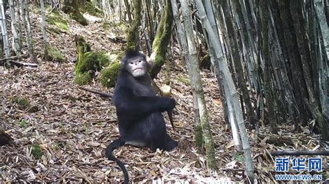 【中国科学报】红外相机揭示怒江金丝猴种群之谜----中国科学院